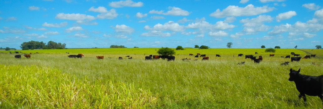 estancia wide