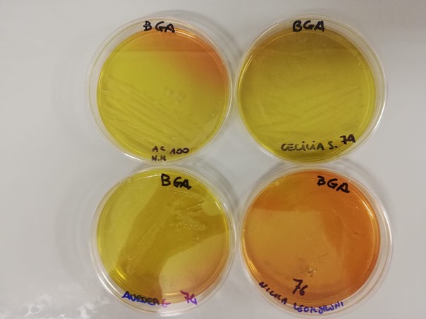 BGA