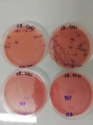 cromogeno coli
